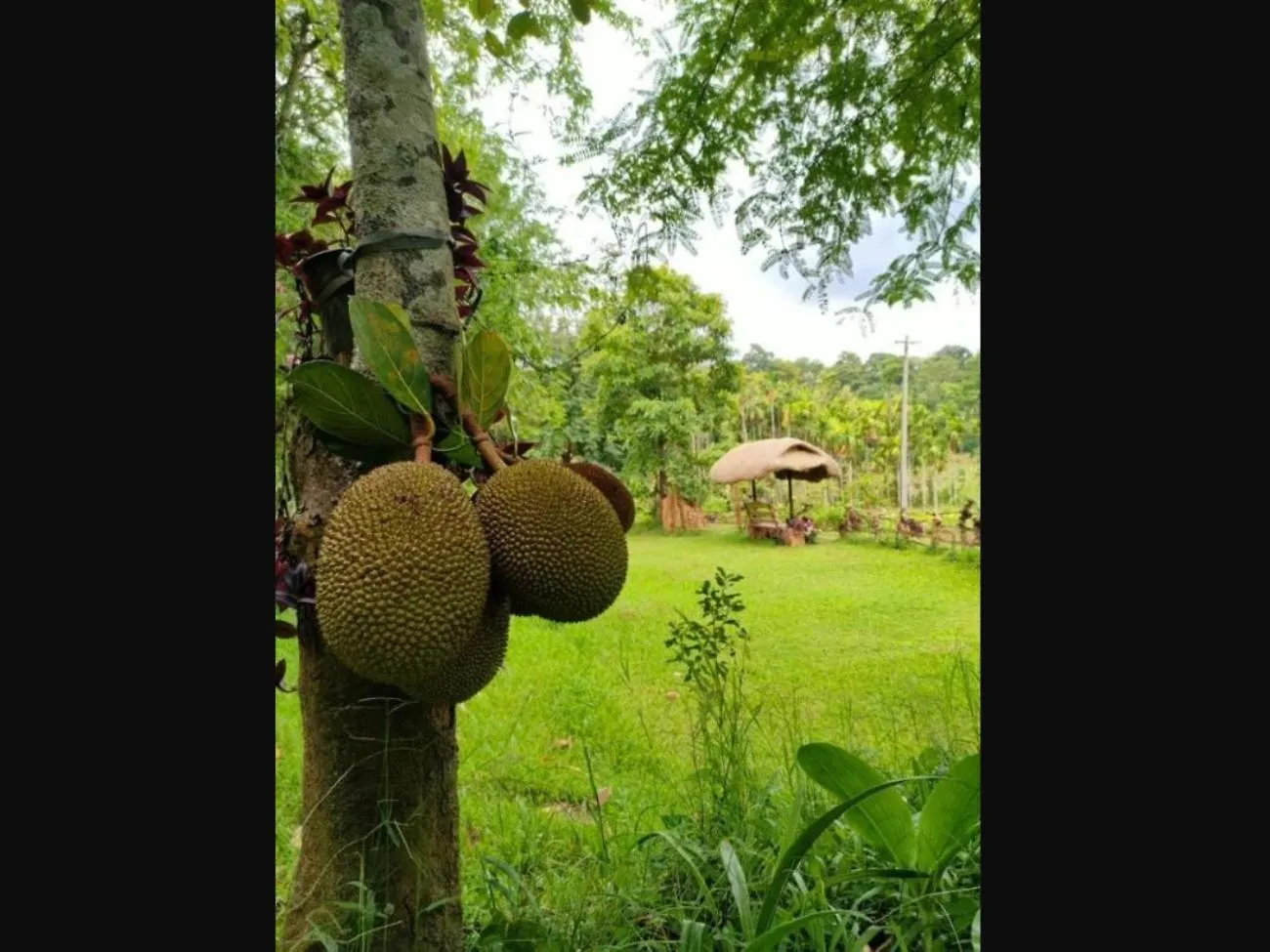 Villa Zyamadhari à Mananthavady Inde